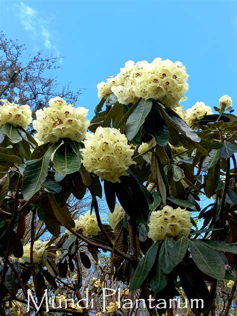 Feuillage imposant du Rhododendron macabeanum