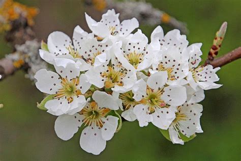 Fleur de poirier