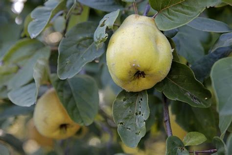 Coings sur un cognassier