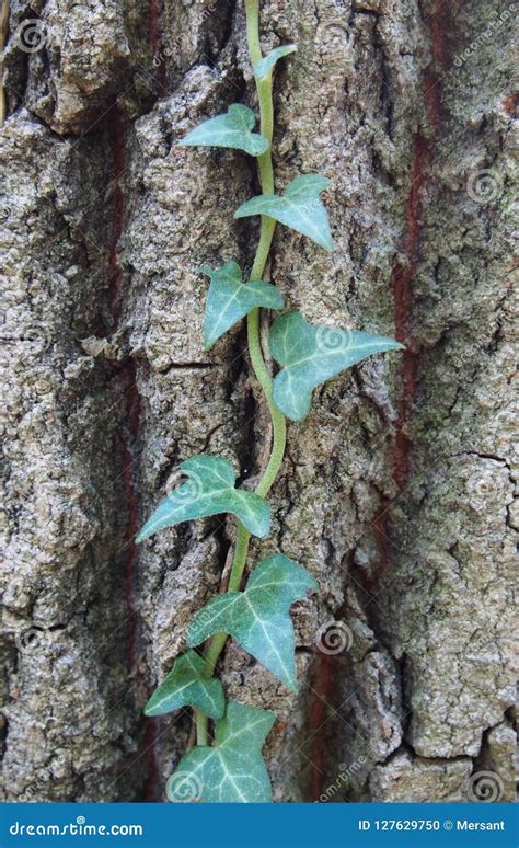 Schéma montrant le lierre sur un arbre mature