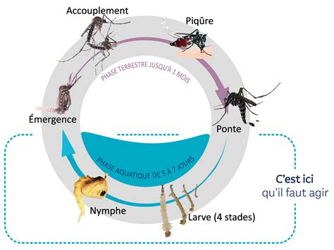 Schéma illustrant le cycle de vie des principaux ravageurs du prunier et les points d'entrée des maladies