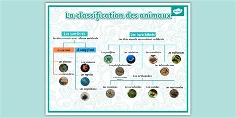 Exemple d'infographie sur la classification des hortensias