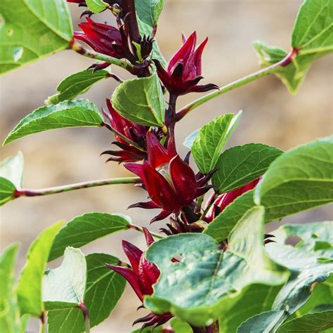 Plante d'Hibiscus Sabdariffa en fleur