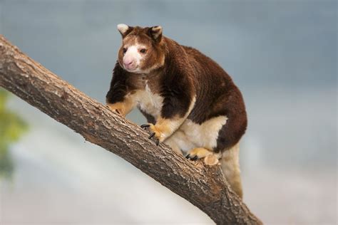Kangourou arboricole dans les arbres