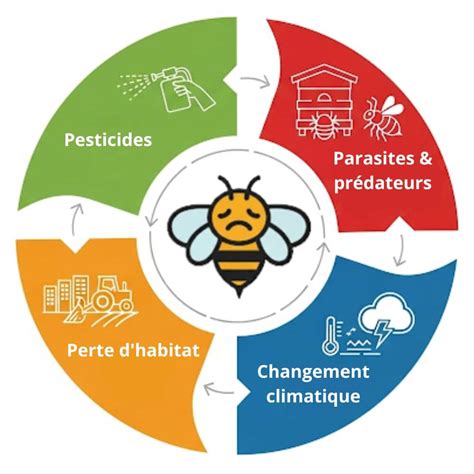 Infographie sur les menaces pesant sur les dendrolagues