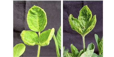 Soja présentant des symptômes de phytotoxicité légers