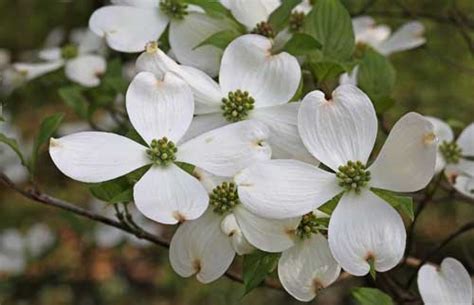 Détail des bractées florales du Cornus florida