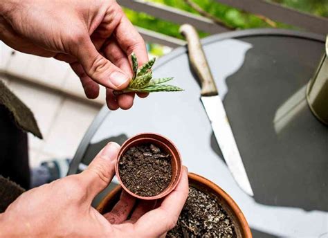 Poudre d'hormone de bouturage sur la base d'une tige