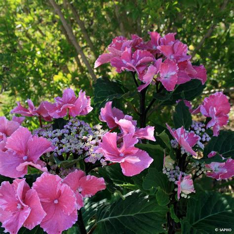 Fleurs d'Hydrangea macrophylla bleues et roses