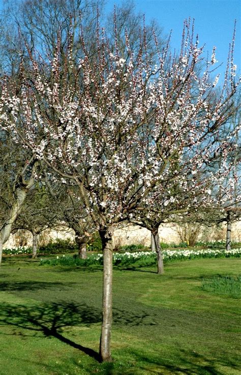Abricotier Bergeron en fleur