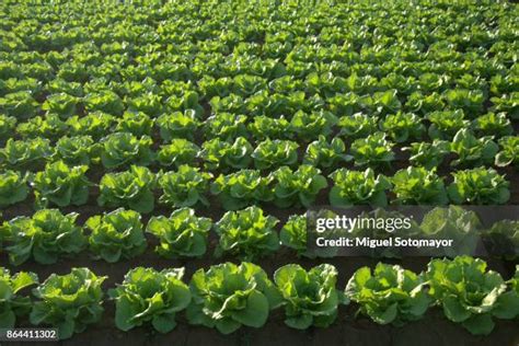 Champ de salades diverses