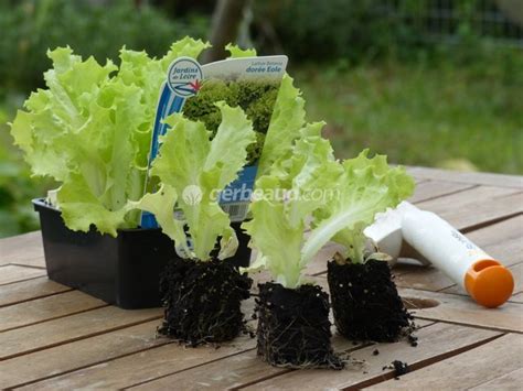 Protection des jeunes plants de salade