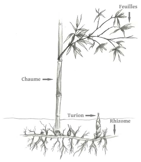 schéma de la division de rhizomes de bambou traçant