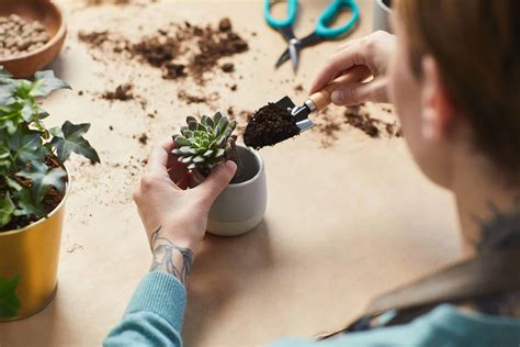 Étapes de rempotage d'une plante