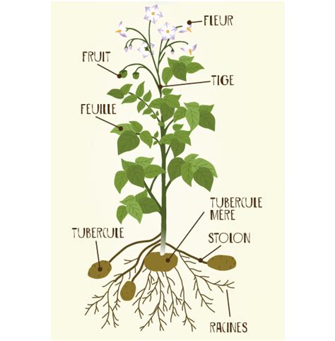 Schéma botanique d'une plante de pomme de terre, montrant les tiges aériennes, les feuilles, les fleurs, les stolons et les tubercules.
