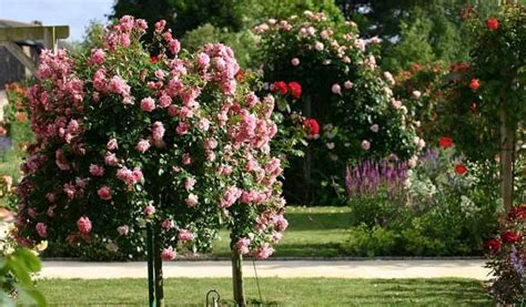 Divers types de rosiers