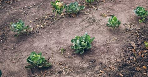Photo comparative d'un sol pauvre et d'un sol enrichi au compost