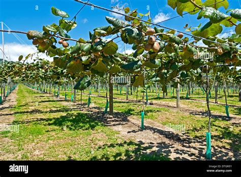 Plantation de kiwis dans un jardin ensoleillé