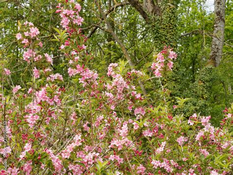 Weigelia avec des branches anciennes et nouvelles
