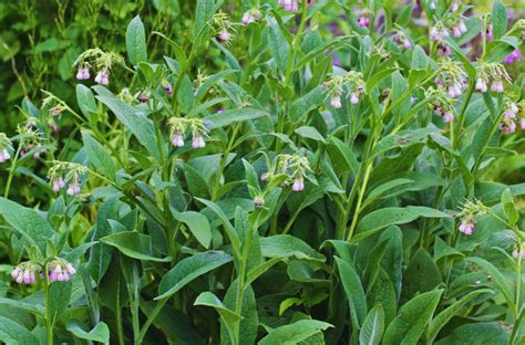 Plantes de consoude et d'ortie dans un jardin