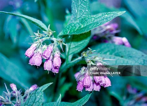 Fleurs de consoude officinale