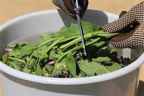 Récipient de fabrication de purin avec des feuilles