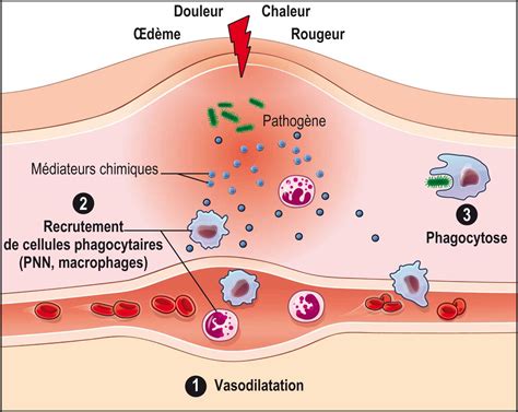 Diagramme montrant l'effet de l'hibiscus sur la vasodilatation