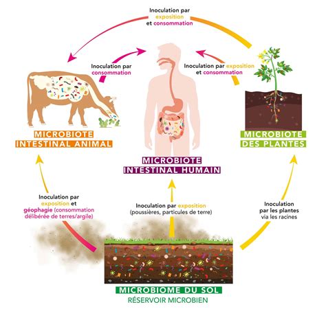Schéma montrant l'interaction entre les micro-organismes du fumier de mouton et le système racinaire de la plante