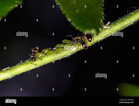 Fourmis sur une branche de lierre
