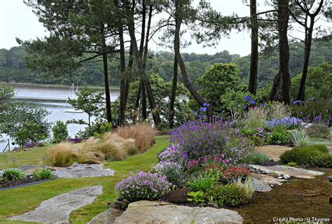 Massif d'hortensias bleus dans un jardin breton