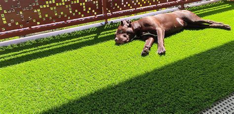 Illustration d'un chien jouant sur du gazon synthétique
