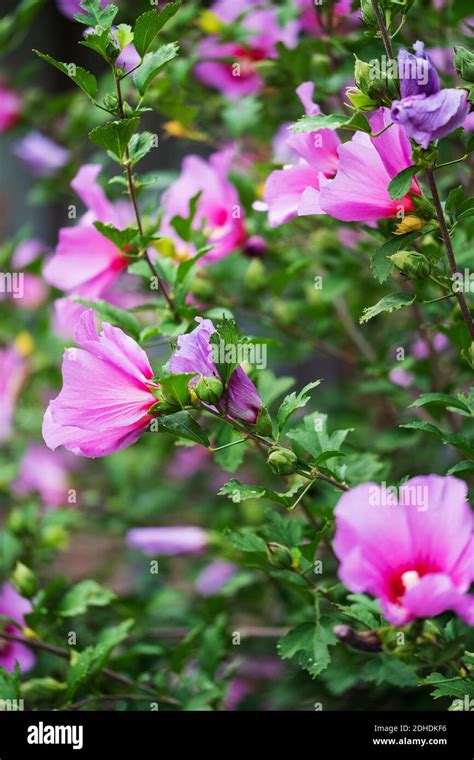 Arbuste d'Hibiscus syriacus en pleine floraison