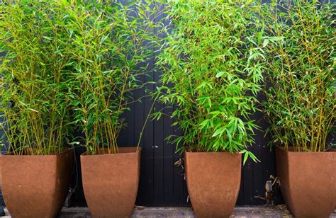 Bambou noir en pot sur une terrasse