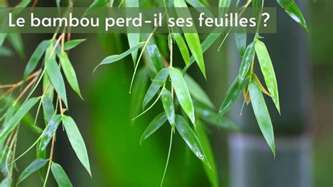 Feuilles de bambou enroulées, signe de soif