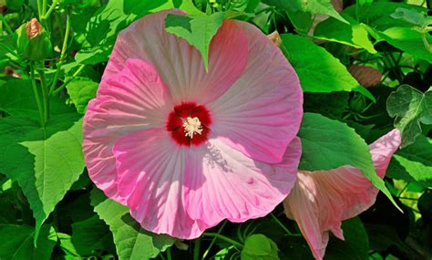 Hibiscus des marais aux couleurs vives