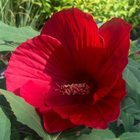 Hibiscus des marais 'Midnight Marvel' avec son feuillage pourpre