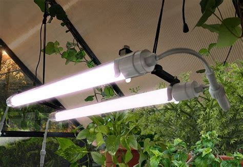 Image d'un néon horticole