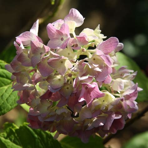 Hortensia 'Générale Vicomtesse de Vibraye' en pleine floraison