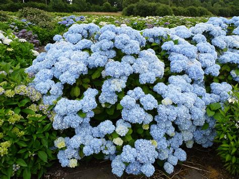 Schéma comparatif des tailles et prix des hortensias 'Générale Vicomtesse de Vibraye' disponibles