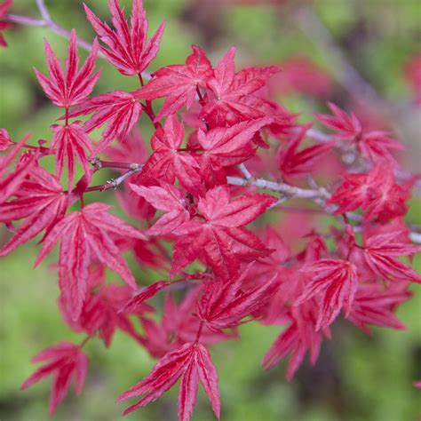 Érable du Japon Deshojo en pleine floraison printanière