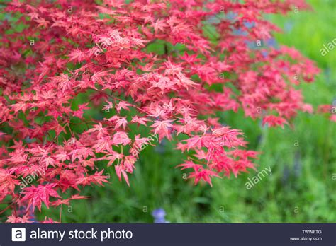 Gros plan sur les feuilles d'un érable Deshojo montrant le dégradé de couleurs du rouge au vert