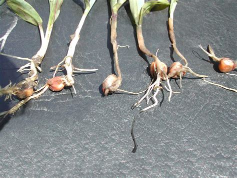 plantules de maïs albinos