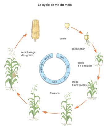 diagramme du cycle de vie du maïs avec indication des stades foliaires