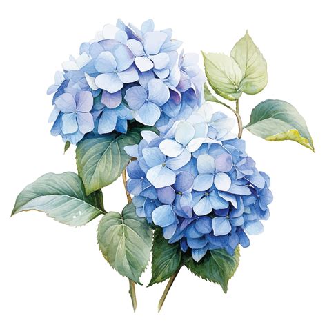 Illustration historique d'un hortensia