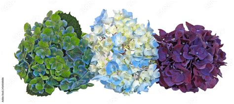 Différentes couleurs de fleurs d'hortensia