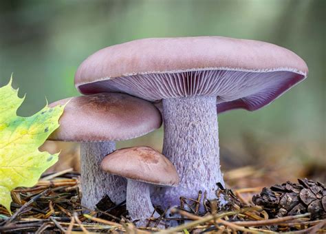 Gros plan sur la base d'un pied de champignon