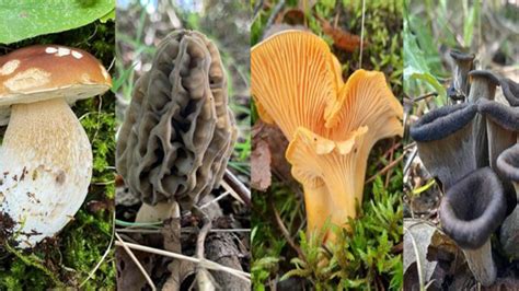 Un panier rempli de divers champignons comestibles