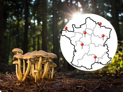 Carte forestière indiquant des zones potentielles de cueillette de champignons