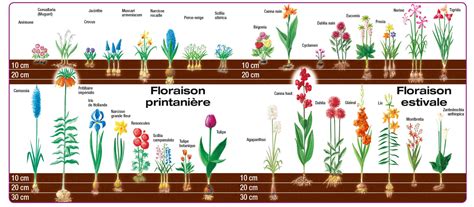 Tableau comparatif des périodes de plantation et de floraison des bulbes courants
