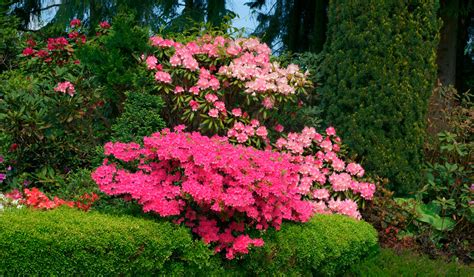 Épimédium avec floraison rose et feuillage persistant